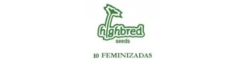 HIGH BRED 10 FEMINIZADAS