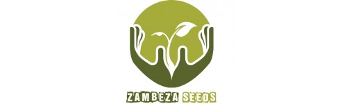 ZAMBEZA SEEDS 5 FEMINIZADAS